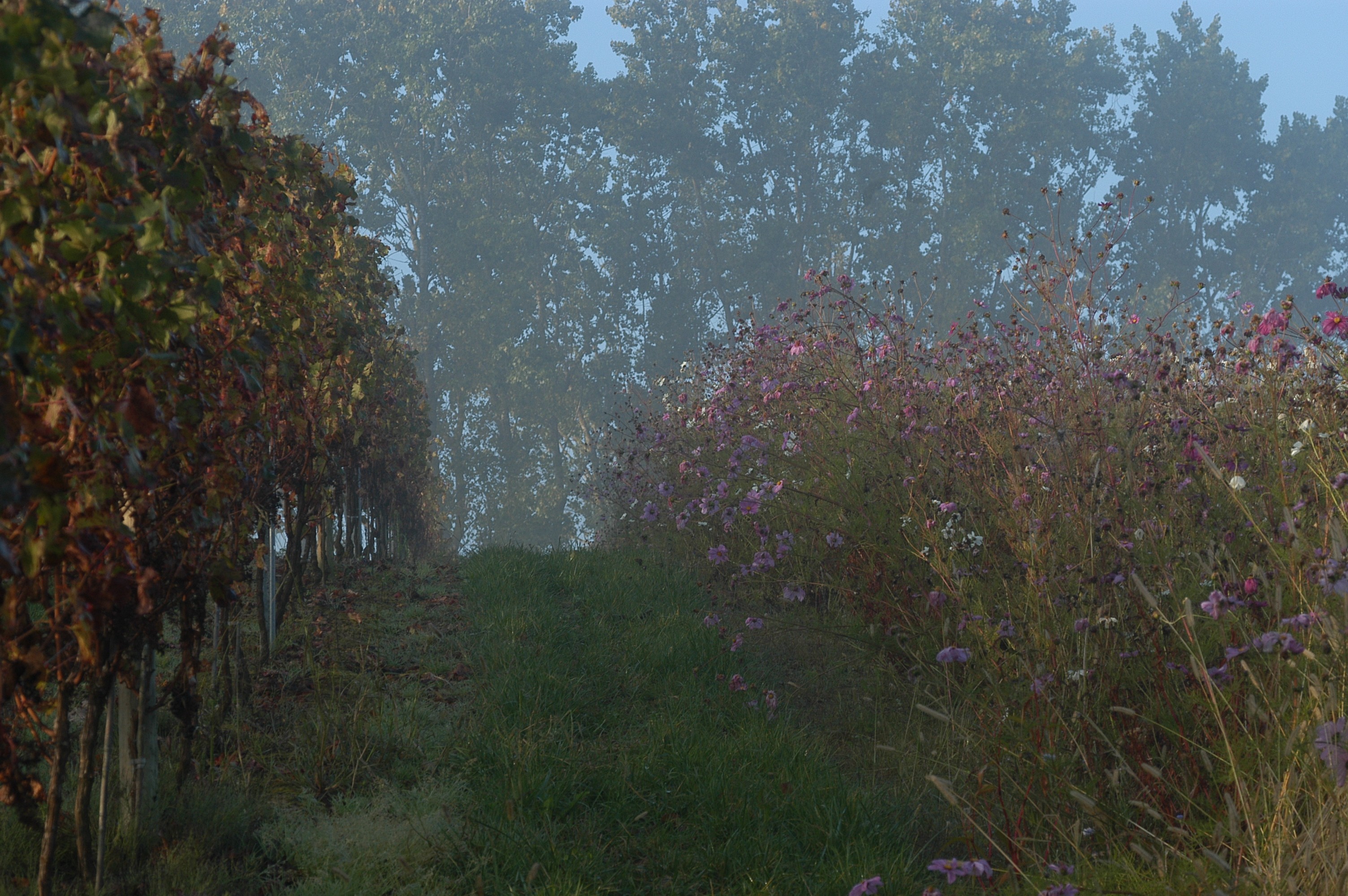 header category