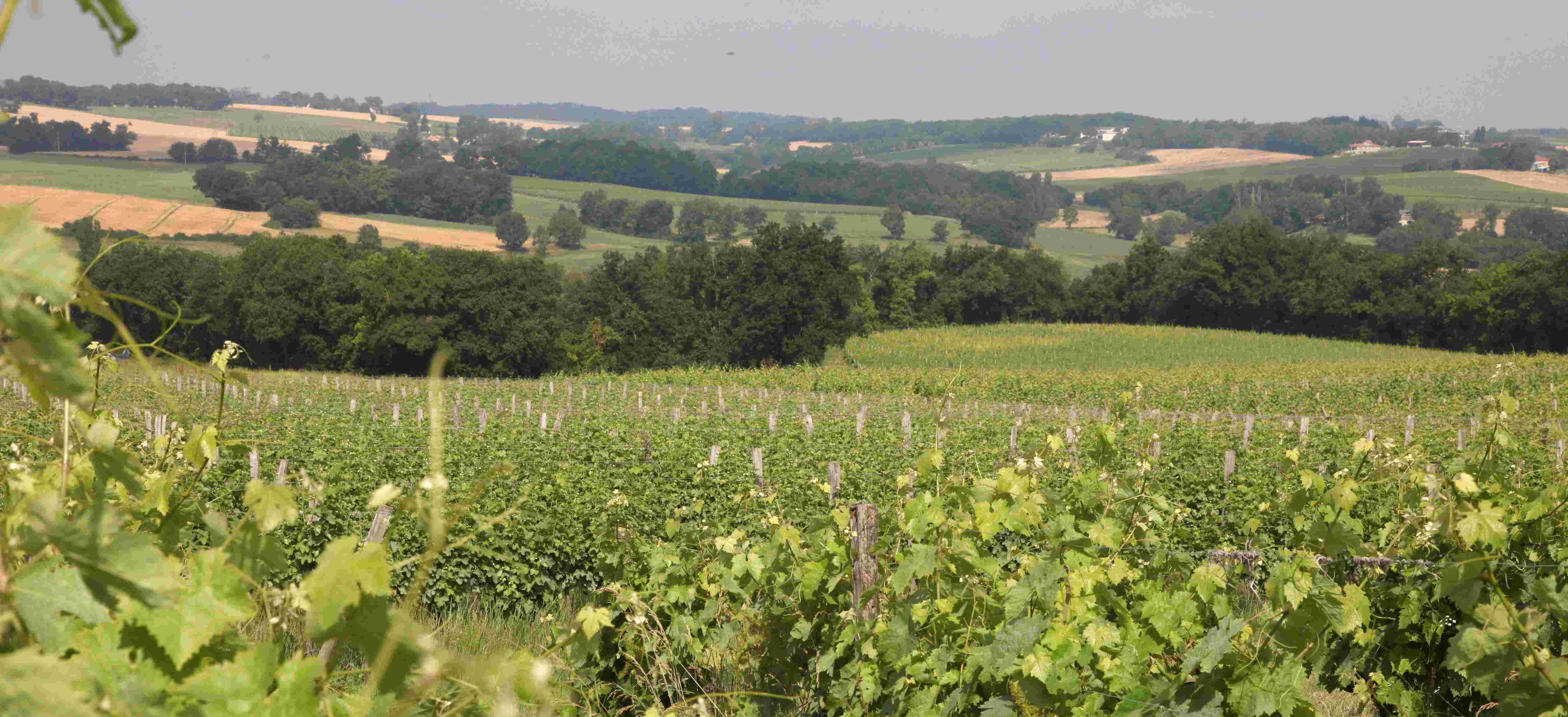 header category