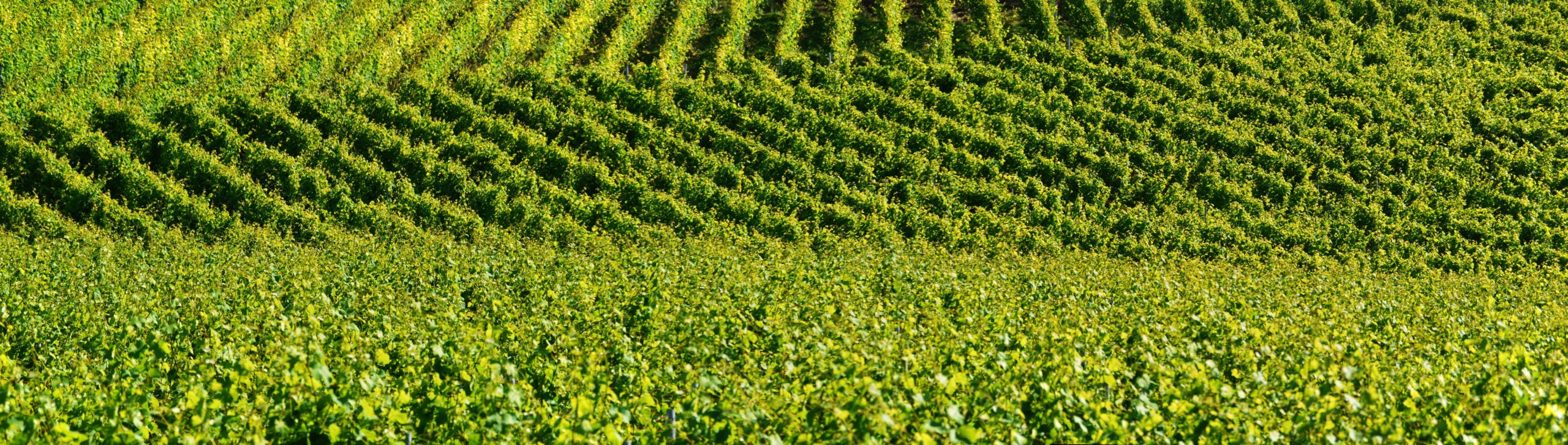 header category