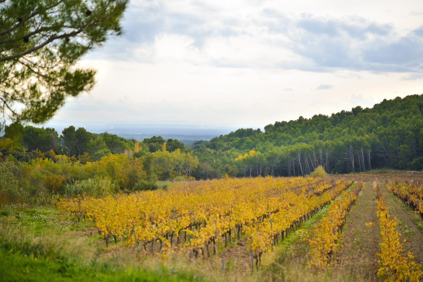 header category