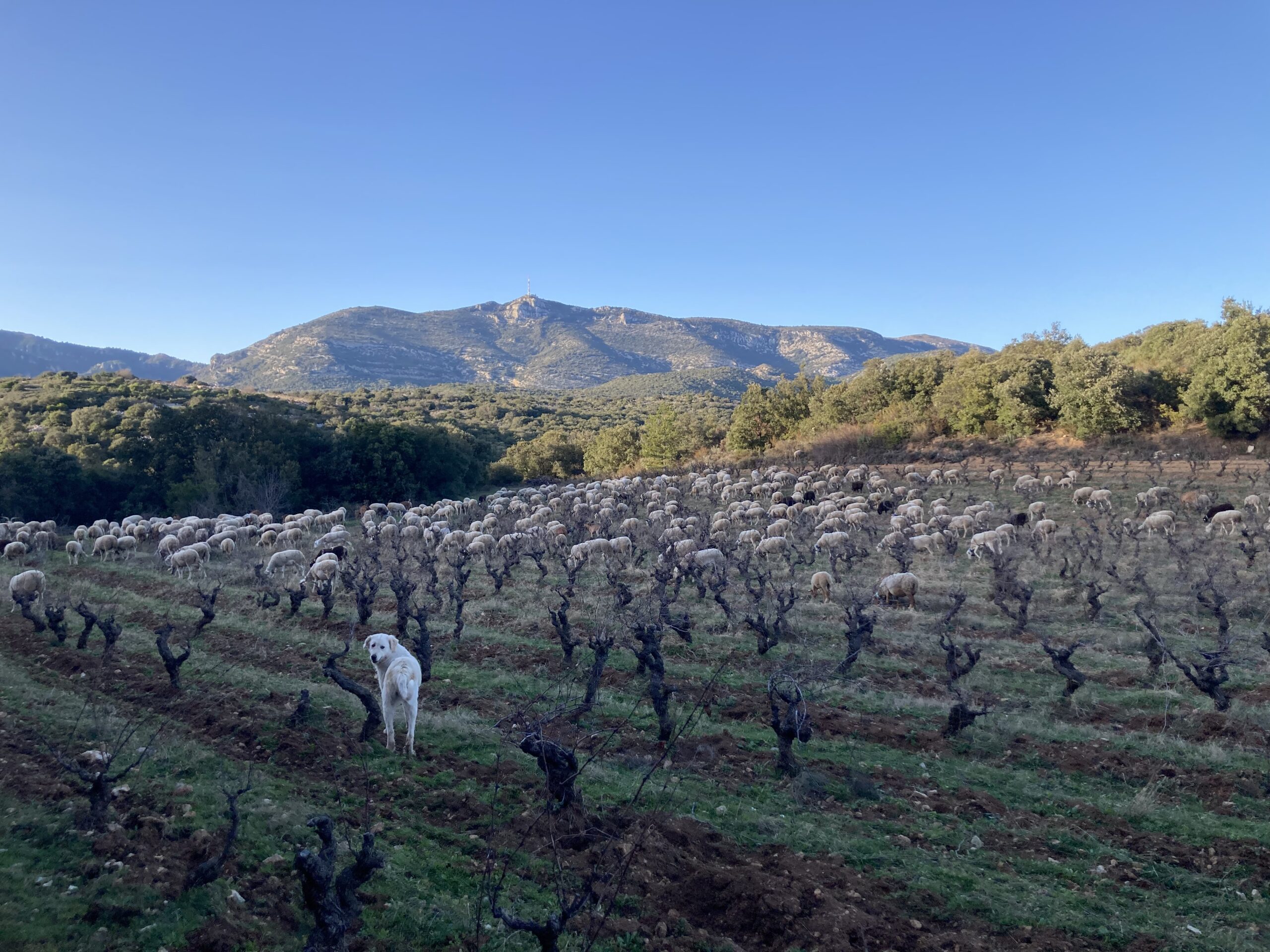 header category